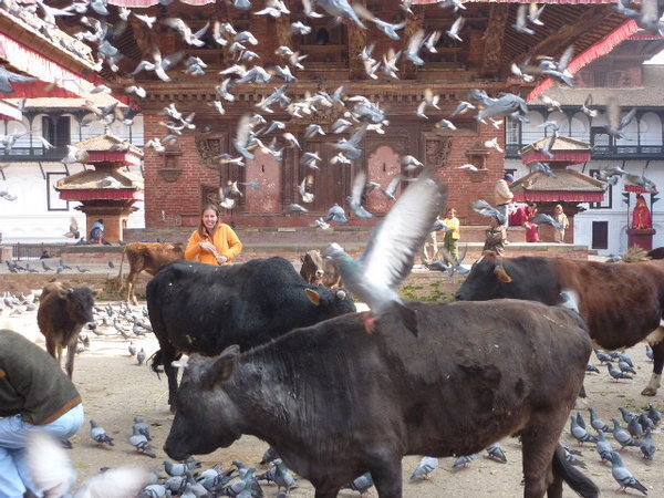 Attack of the pigeons among the holy cows...