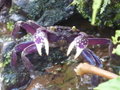 Fancy Purple Critter....