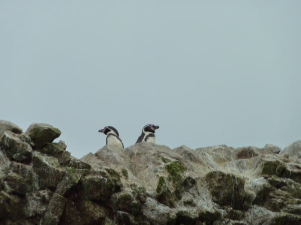 Pinguins on guard