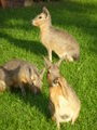 Our Patagonian maras