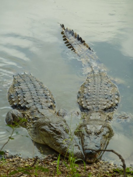 Les Deux Crocs