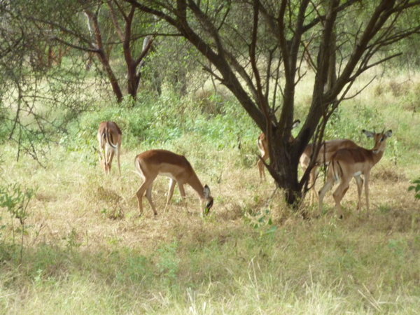 A bunch of Bambi's,,,,