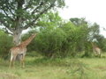 Mrs. Giraffa camelopardalis