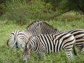 The Zebra's