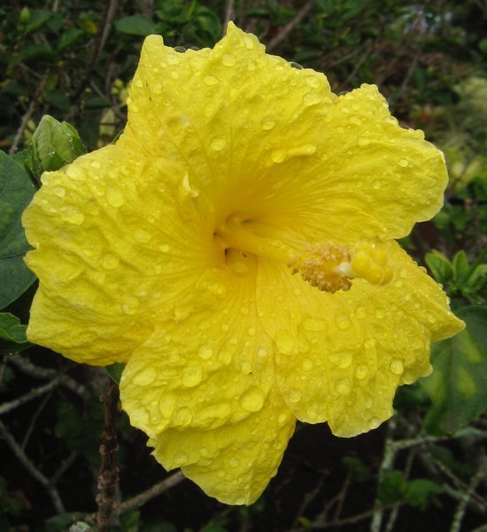State Flower of Hawaii