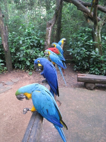 Parrot Line Up