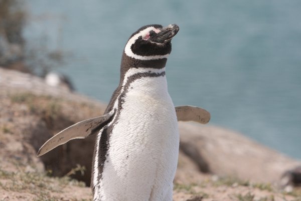 Melleganic Penguin