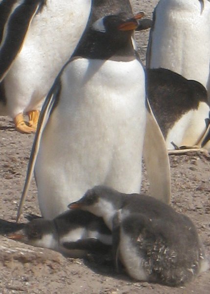 Mom and Chick