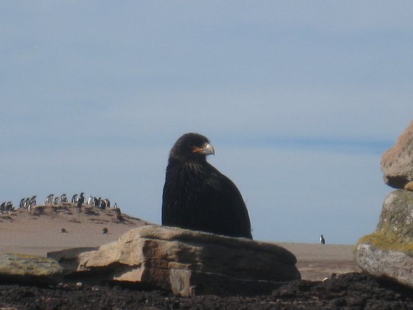 Antarctic Hawk