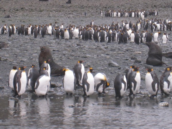 Penguins And Seals