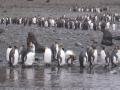 Penguins And Seals