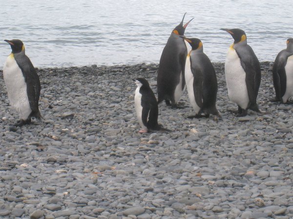 Penguins Living in Harmony