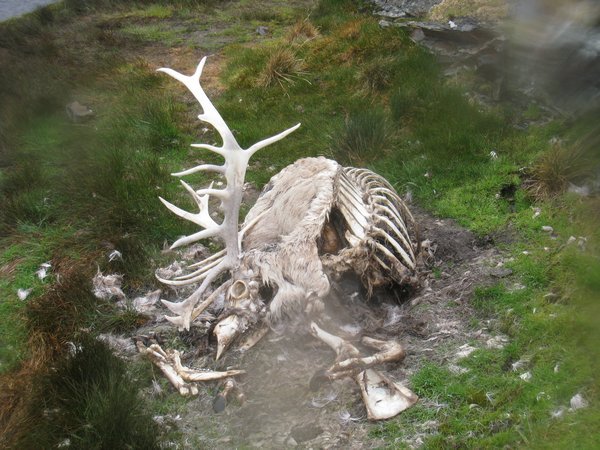 Reindeer Remains