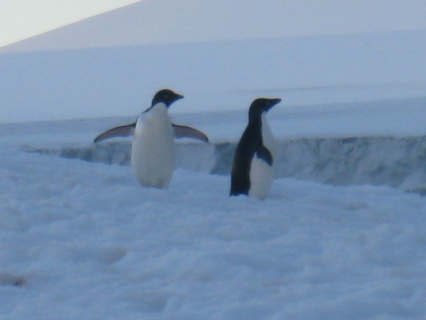 Adelie Penguins On Ice