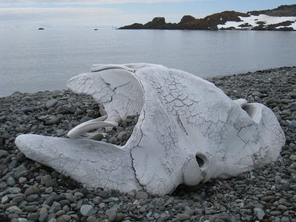 Blue Whale Skull