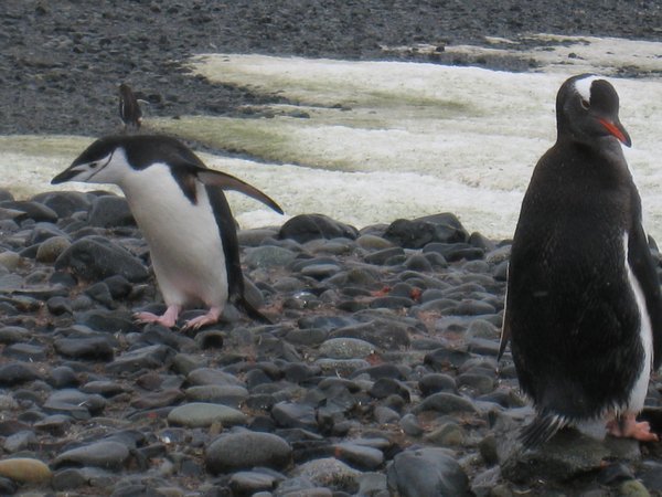 Chinstrap and Gentoo