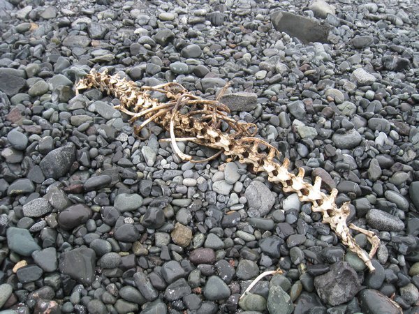Leopard Seal Remains