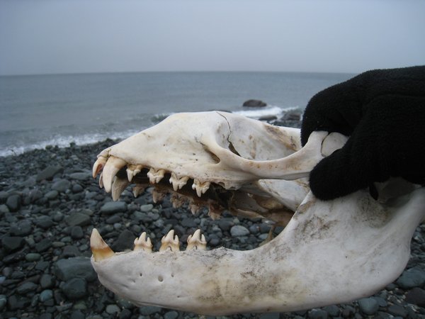 Leopard Seal Skull