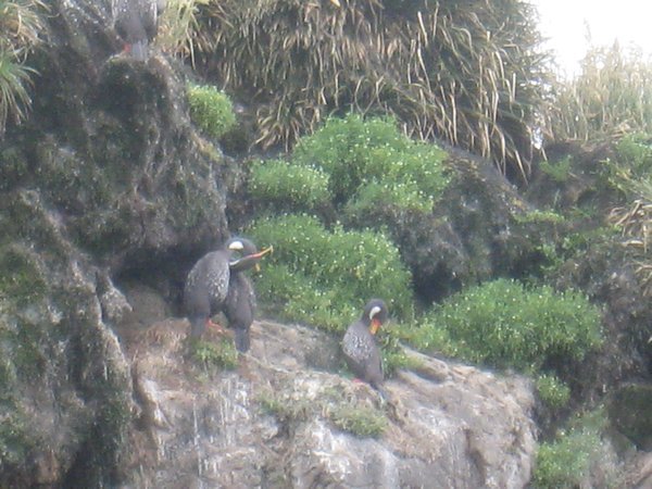 Red Footed Cormorant