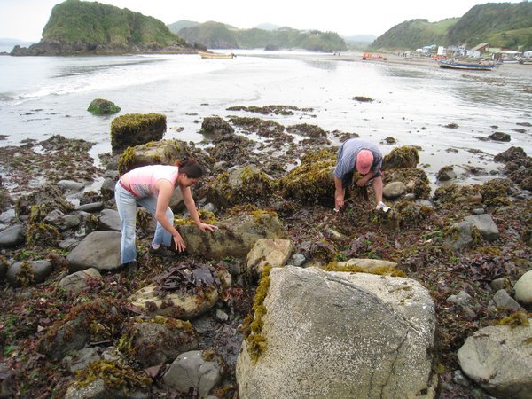 Collecting Seaweed for Cosmetics