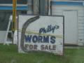 Need Worms?