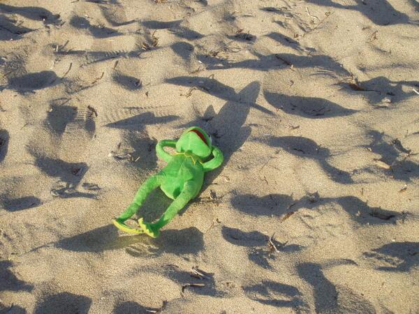 Kermit catching some sunrays!