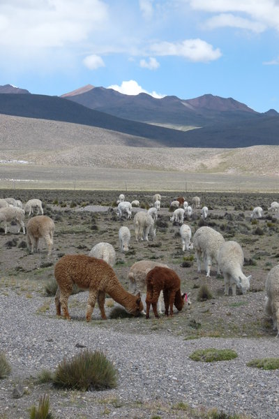 Llamas and alpacas
