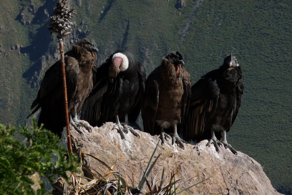condor family on nest