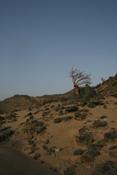 Tree In Desert