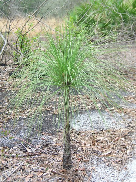 Small pine tree?