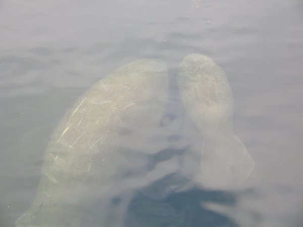 Mommy and baby manatee