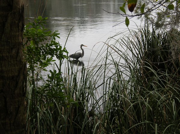 Crane on the lake