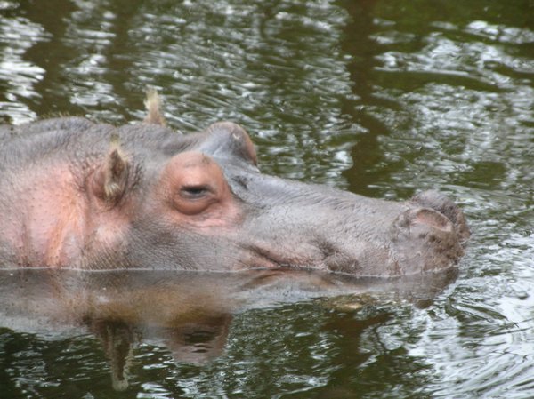 Hippo Lou