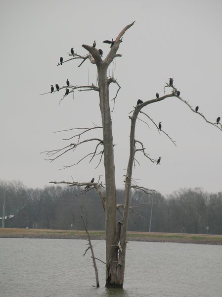 Birds in dead tree