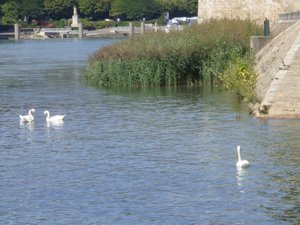 Swans on Le Rhone