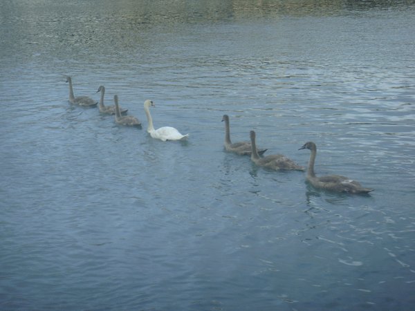 A morning visit from the swans