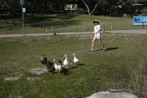 Grace Coralling ducks