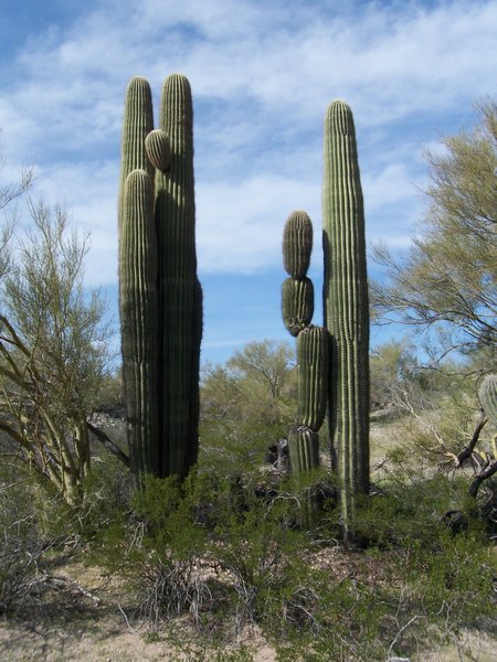 Segmented Saguaro