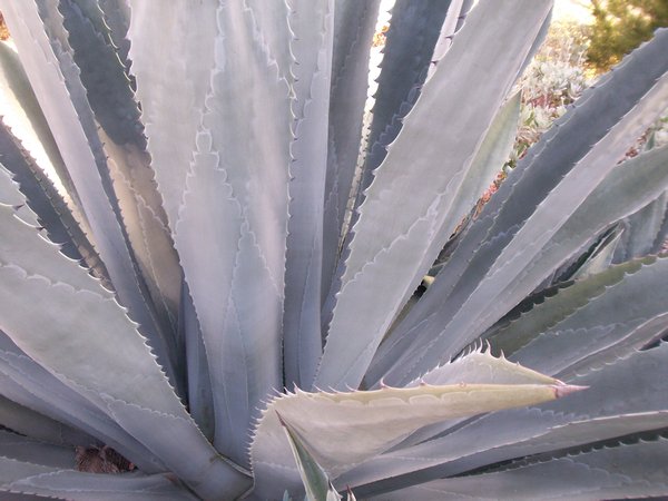 Agave Patterns