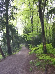 Green forest above Zurich