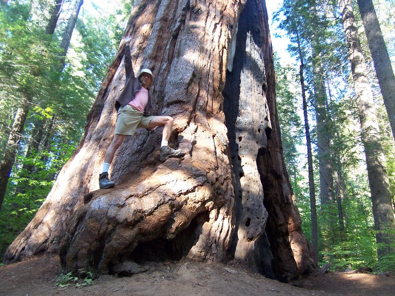 One Big Redwood