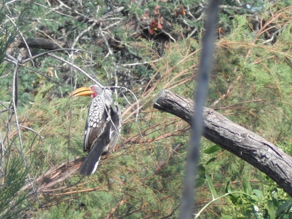 Yellow-Billed Hornbill at Base Camp