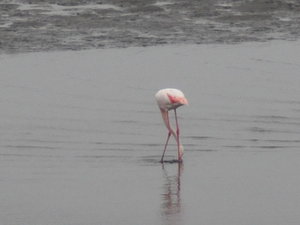 Flamingo at Walvis Bay