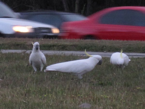 Cockatoos on the side of the road