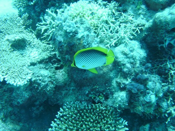 Dive Camera 046