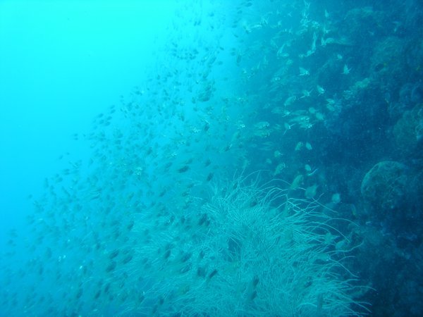 Tons of fish