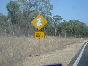 koala crossing?!
