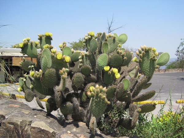 Cactus at the viewpoint