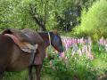 Horseback riding - Bariloche