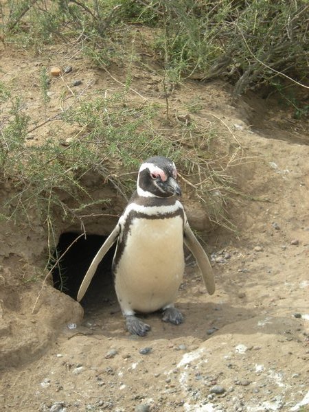 Penguin on Peninsula Valdez